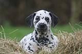 DALMATIEN 477